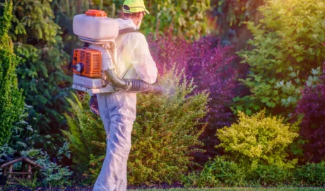 Treating Tree Pests in McKean’s Agricultural Zones