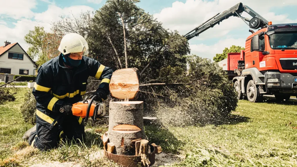 Budget-Friendly Tree Removal for Jackson's Rural Homes