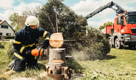 Budget-Friendly Tree Removal for Jackson's Rural Homes