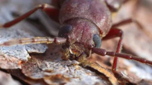 Managing Tree Pests in Jackson's Rural Areas