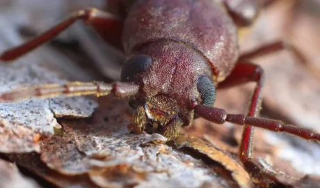 Managing Tree Pests in Jackson's Rural Areas
