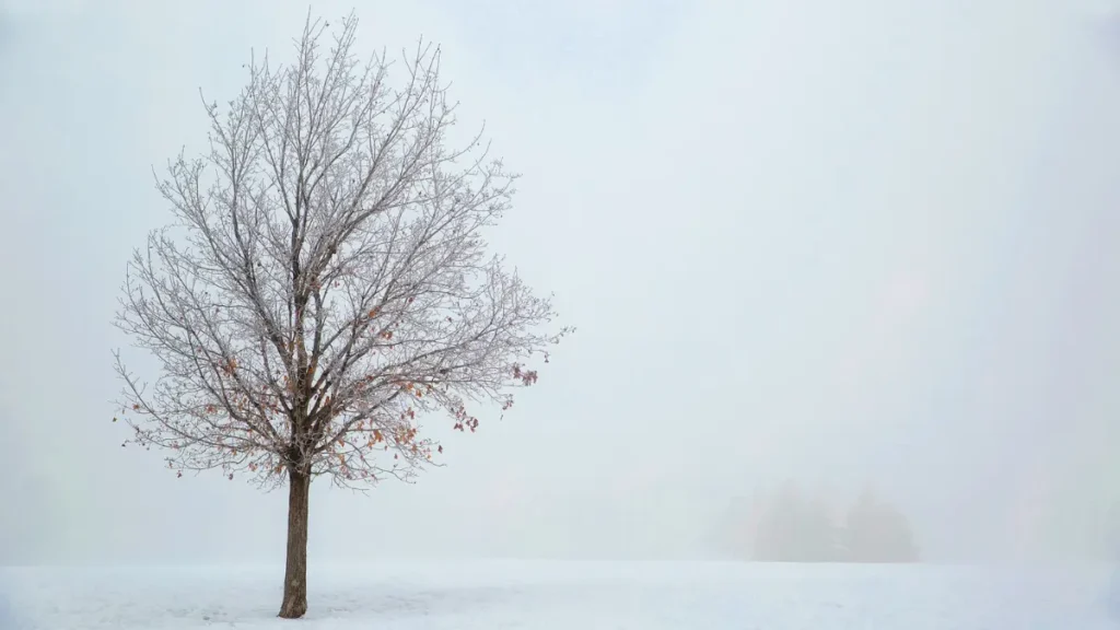 Protecting Westfield's Trees from Winter Snow Damage
