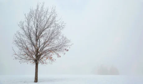 Protecting Westfield's Trees from Winter Snow Damage