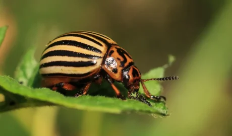 Managing Tree Pests in Westfield's Vineyard Areas