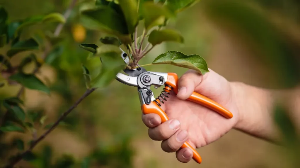 Best Pruning Practices for Fairview’s Lakefront Trees