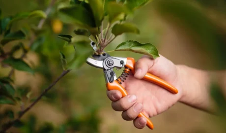 Best Pruning Practices for Fairview’s Lakefront Trees