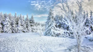 Winter Tree Care: How to Prevent Ice Damage