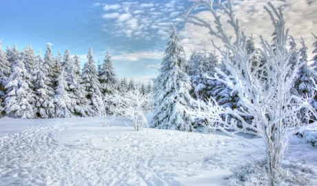 Winter Tree Care: How to Prevent Ice Damage