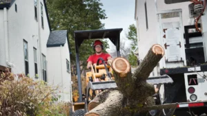 Emergency Tree Removal in Albany: What to Do After a Capital Region Storm