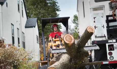 Emergency Tree Removal in Albany: What to Do After a Capital Region Storm