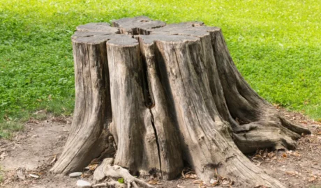 Stump Grinding for Westfield's Scenic Yards: A Clean Start for a Healthier Landscape