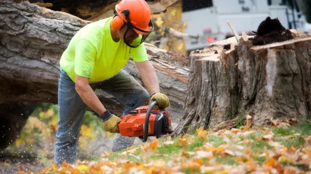 Emergency Tree Services for Jackson's Stormy Seasons