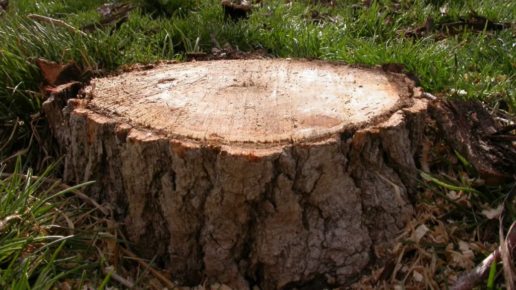 Stump Grinding for Jackson's Rural Properties