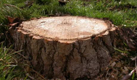 Stump Grinding for Jackson's Rural Properties