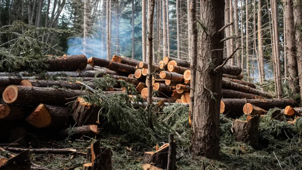 Safe Tree Removal for McKean’s Residential Farms