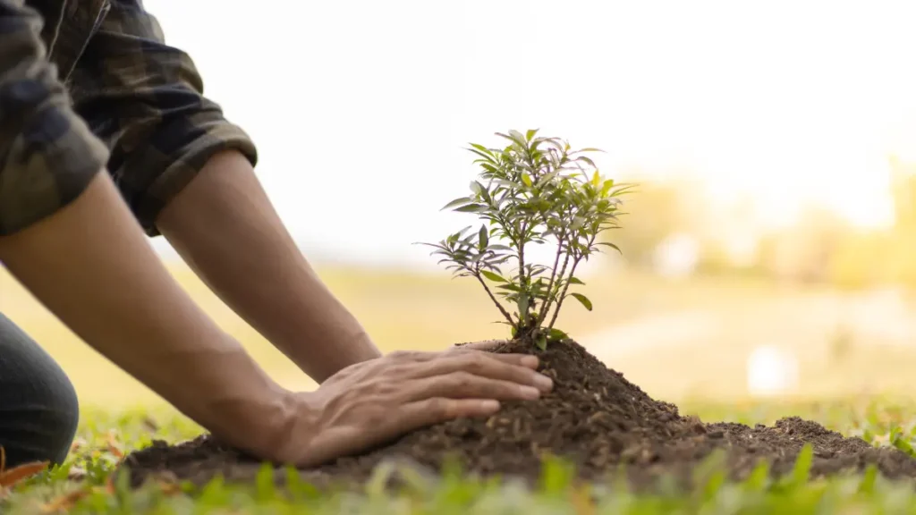 Common Myths About Tree Care Debunked