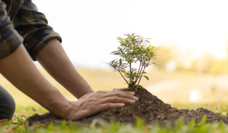 Common Myths About Tree Care Debunked
