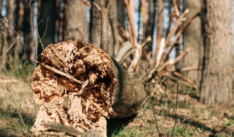 How to Safeguard Your Home from Storm-Damaged Trees