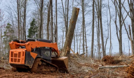 Emergency Tree Removal in Albany: What to Do After a Capital Region Storm