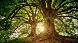 Answering the Top 10 FAQs About Tree Services