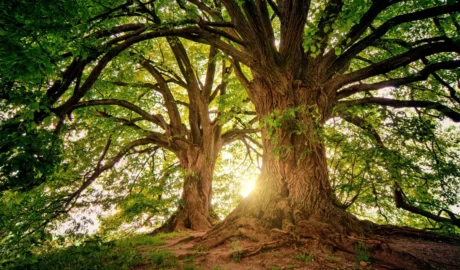 Answering the Top 10 FAQs About Tree Services