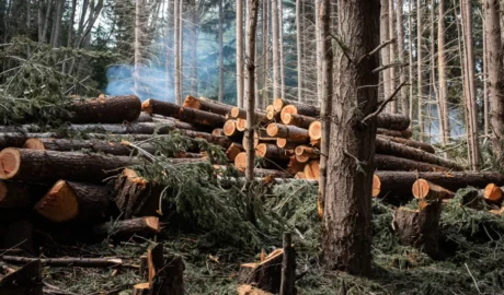 The Dangers of DIY Tree Removal: Why You Should Hire a Pro