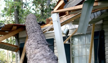 Preventing Tree Damage in McKean’s Snowy Seasons