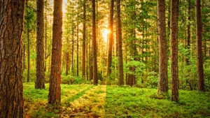 The Role of Trees in Urban Landscapes and Their Environmental Benefits