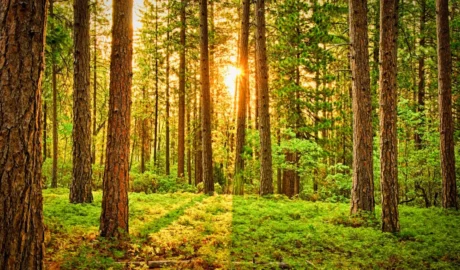 The Role of Trees in Urban Landscapes and Their Environmental Benefits