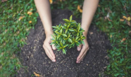 Tree Care for Erie’s Commercial Properties: Safetyand Aesthetics