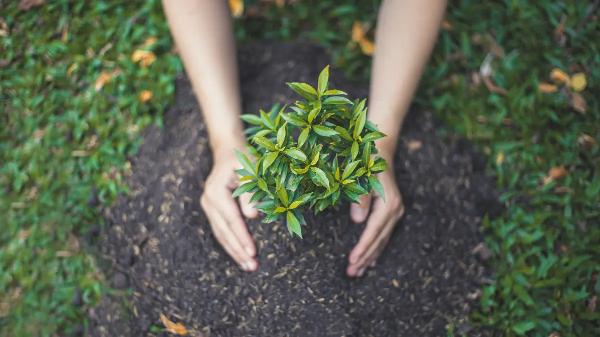 Tree Care for Erie’s Commercial Properties: Safetyand Aesthetics