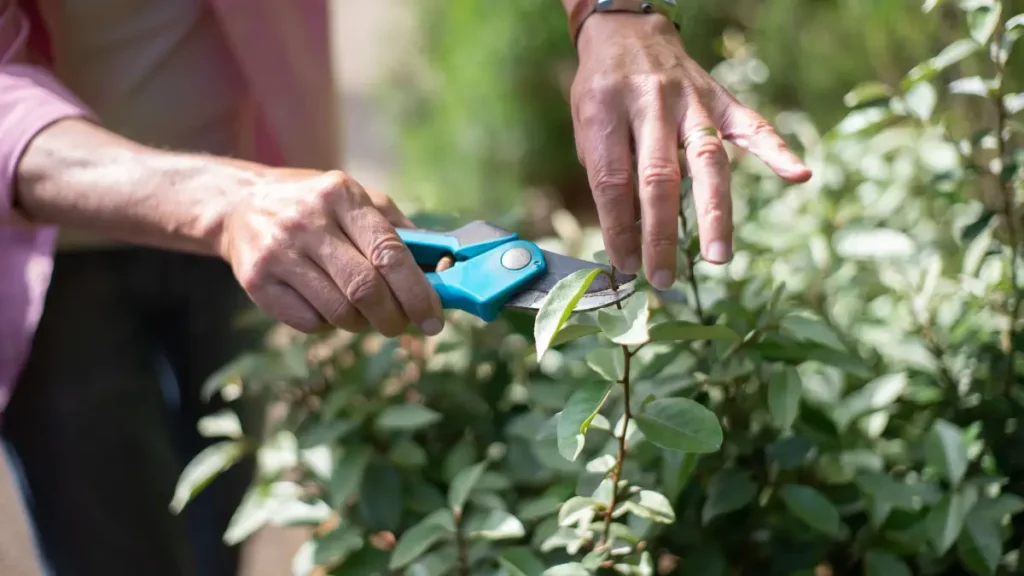 Pruning Trees in Waterford’s Forested Areas