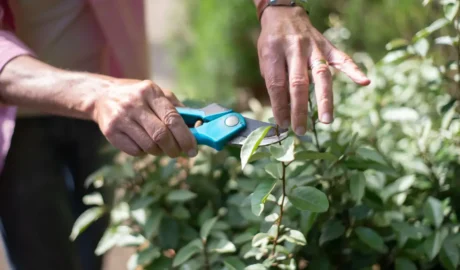 Pruning Trees in Waterford’s Forested Areas