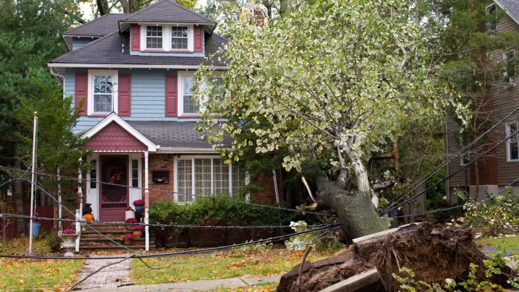 Stump Grinding for Jackson’s Rural Properties