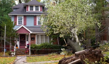 Stump Grinding for Jackson’s Rural Properties