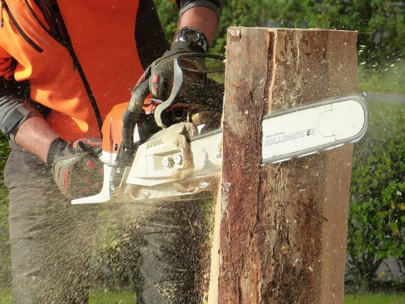 When Should You Call for Emergency Tree Removal in Albany?