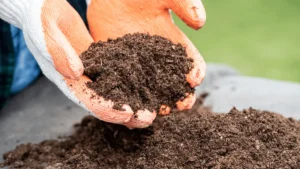 Why Local Tree Services Matter: The KD Tree Services Advantage