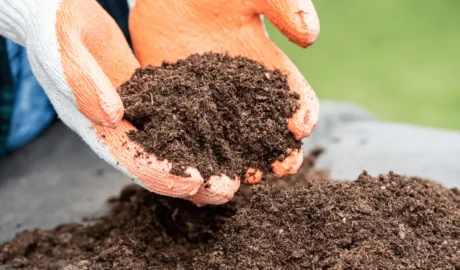 Why Local Tree Services Matter: The KD Tree Services Advantage