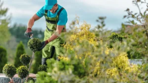 How Regular Tree Maintenance Boosts Property Value