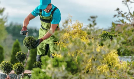 How Regular Tree Maintenance Boosts Property Value