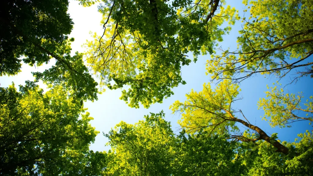 How to Choose a Certified Arborist for Your Tree Care Needs