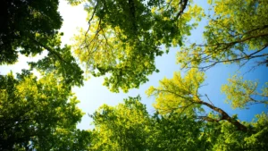 How to Choose a Certified Arborist for Your Tree Care Needs