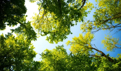 How to Choose a Certified Arborist for Your Tree Care Needs