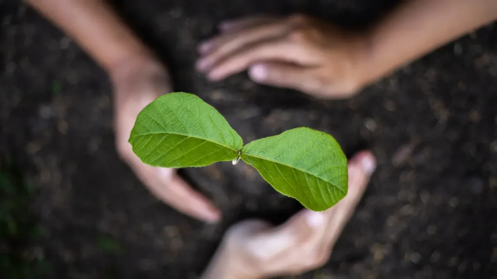 Eco-Friendly Tree Care: Sustainable Practices for a Healthier Landscape