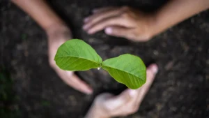 Eco-Friendly Tree Care: Sustainable Practices for a Healthier Landscape
