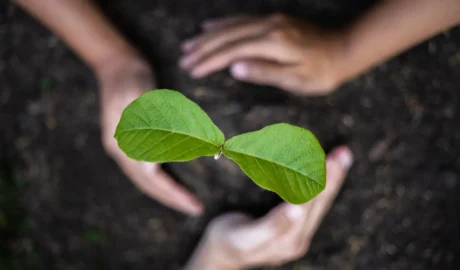 Eco-Friendly Tree Care: Sustainable Practices for a Healthier Landscape