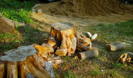 The Importance of Professional Tree Removal for Property Safety
