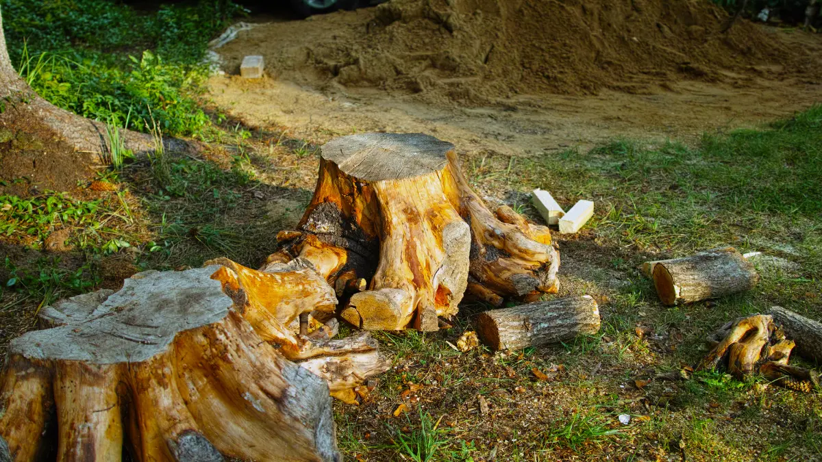 The Importance of Professional Tree Removal for Property Safety