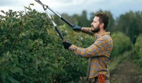 Tree Trimming vs. Pruning What’s the Difference and Why It Matters