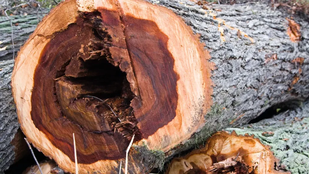 Combating Oak Wilt and Other Tree Diseases in Buffalo’s Urban Forests